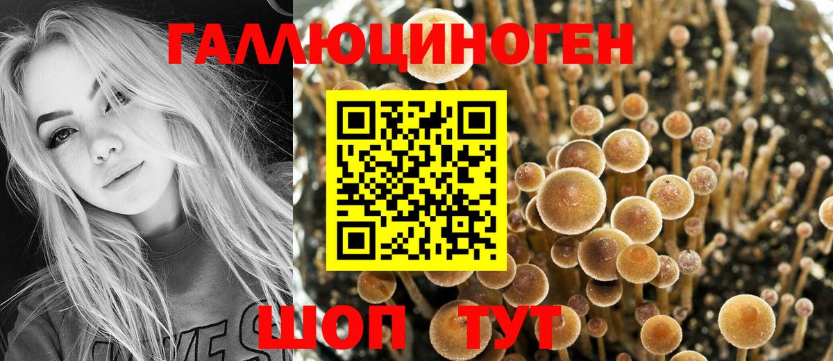 Псилоцибиновые грибы Cubensis Канаш